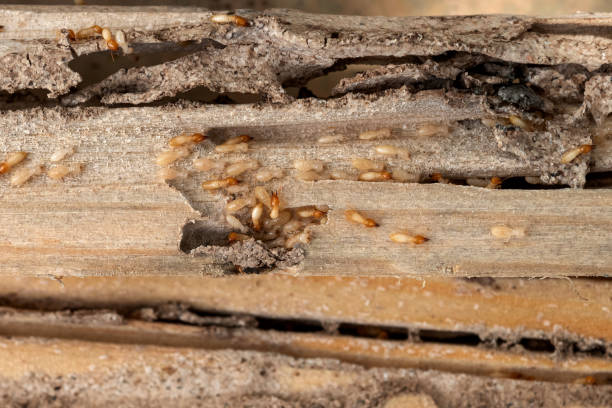 Best Best Pest Control Companies  in Holly Springs, GA